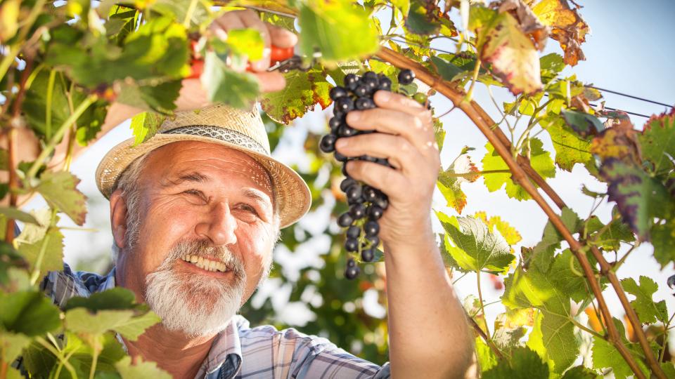 Älterer Mann erntet Trauben im Weinberg