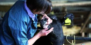 Tierarzt untersucht Kalb