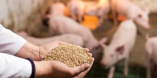 Tierarzt hält Trockenfutter in Granulatform in den Händen und bietet Ferkeln im Stall an